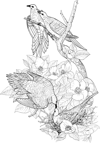 Mourning Doves Coloring Page